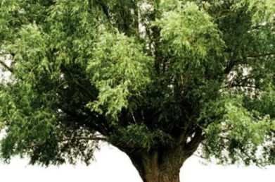 Issue 2: Growing Pains: The impact of business growth on ERP Strategy